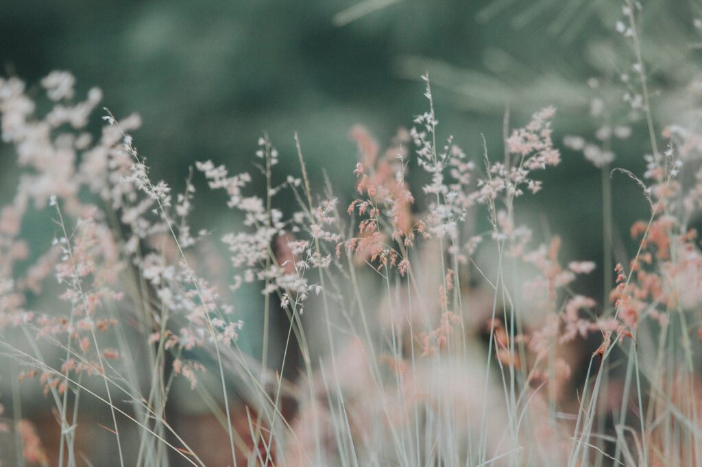 flora flowers grass nature