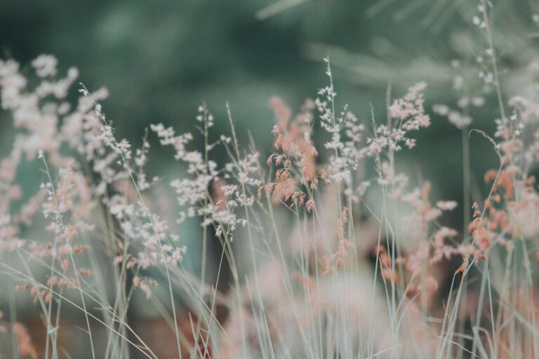flora flowers grass nature